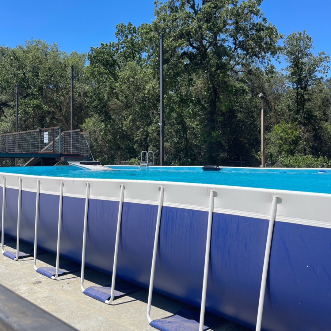 Dock Diving Canine Purpose